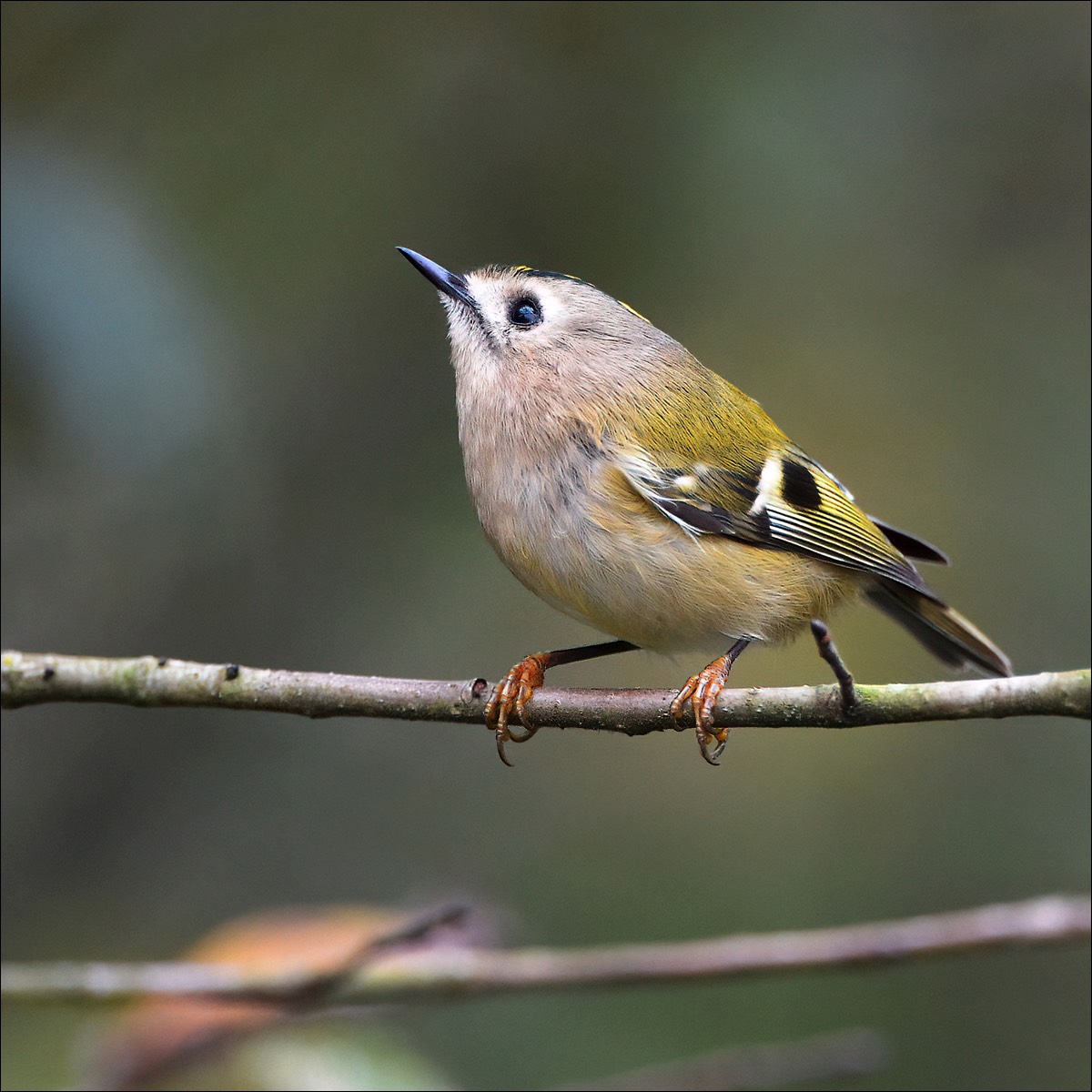 Goldcrest (Goudhaan)