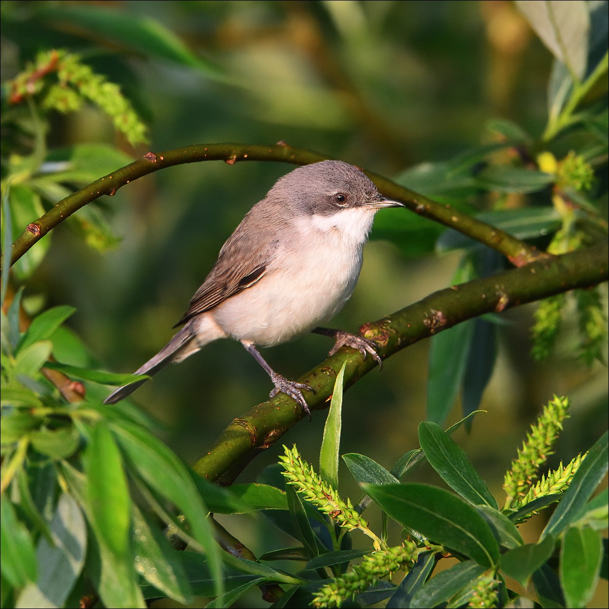 Lesser Whitethroat (Braamsluiper)