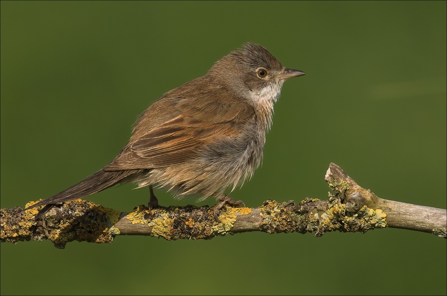 Common Whitethroat (Grasmus)