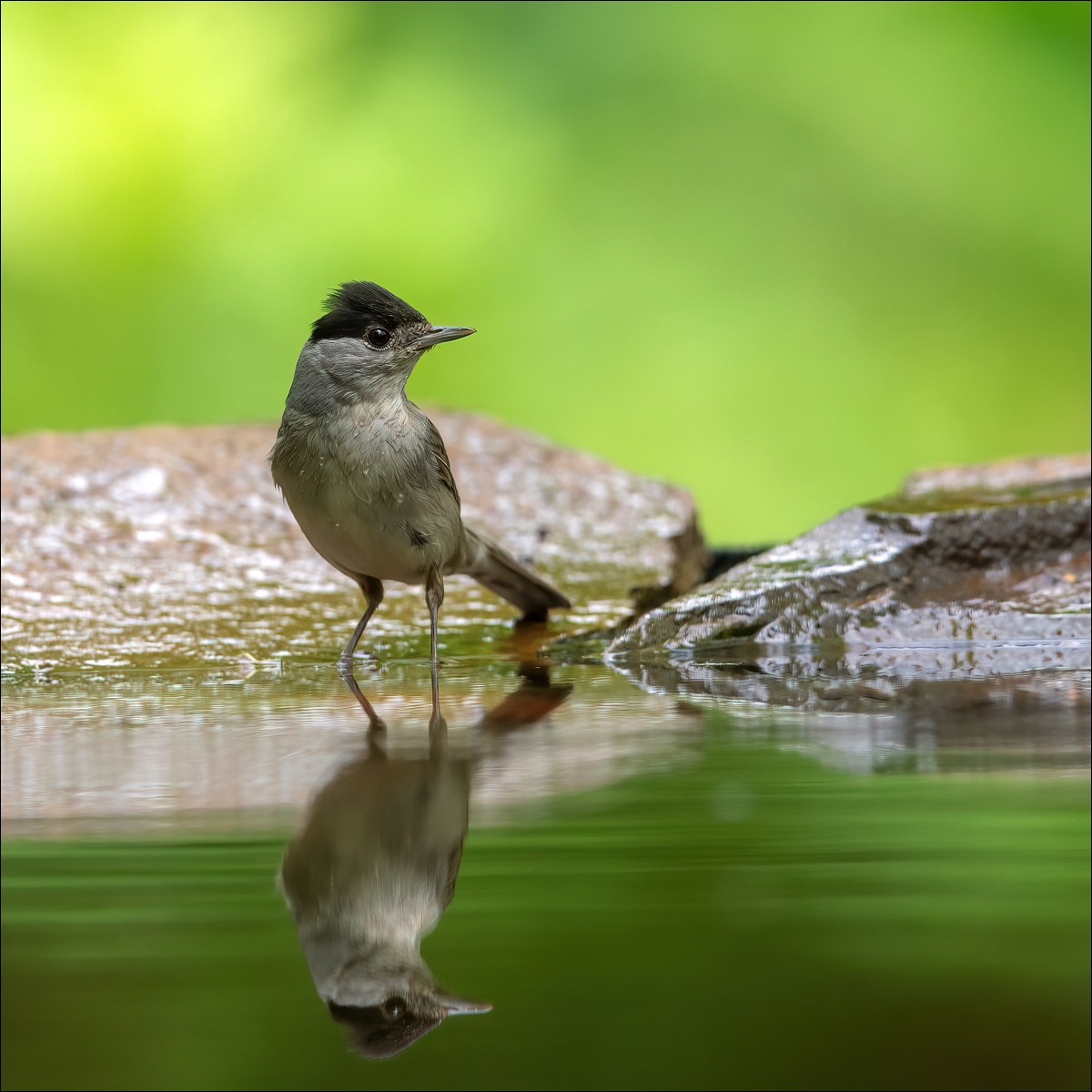 Blackcap (Zwartkop)