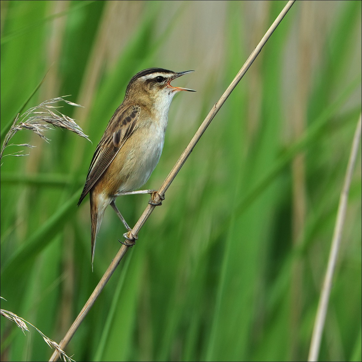 Sedge Warbler (Rietzanger)