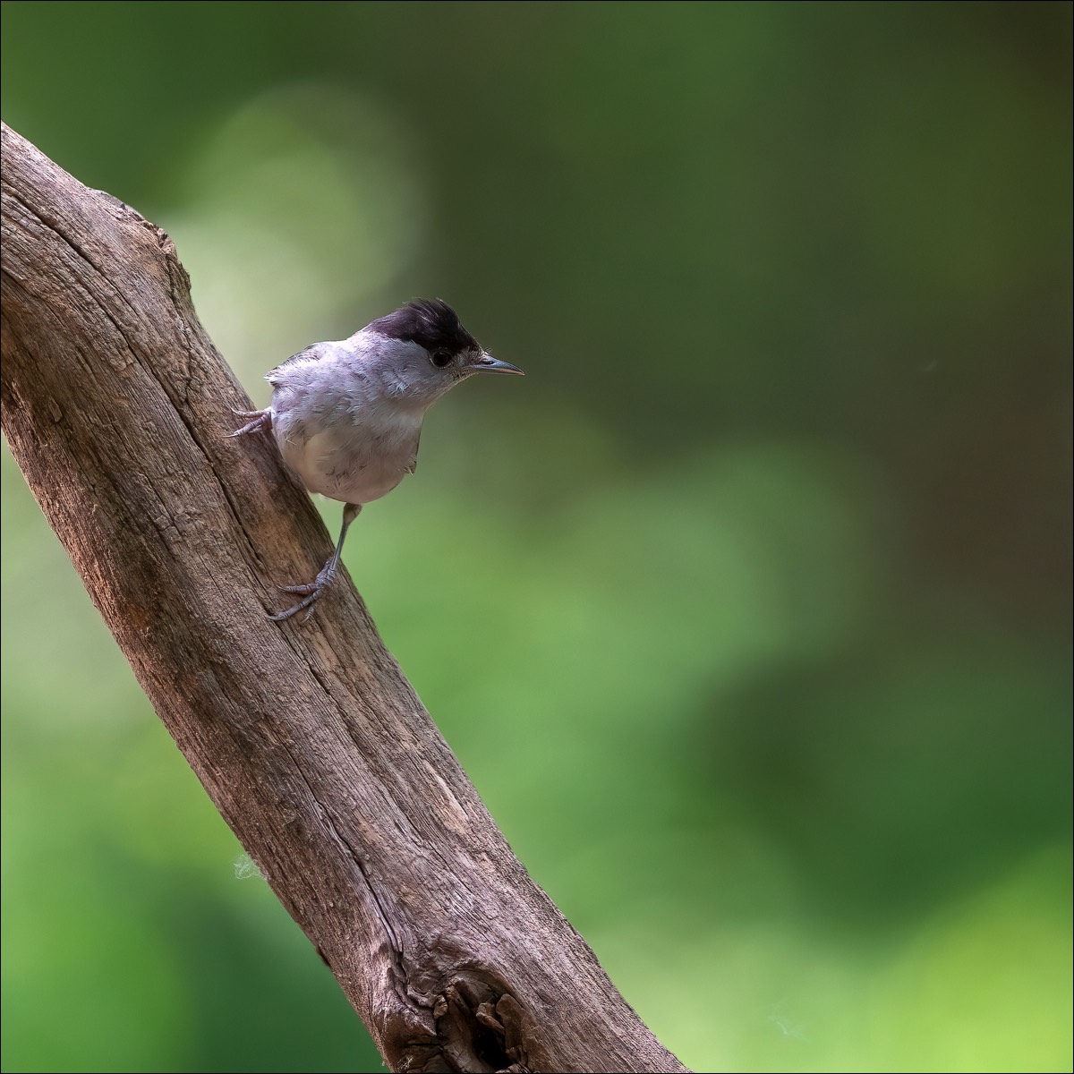 Blackcap (Zwartkop)