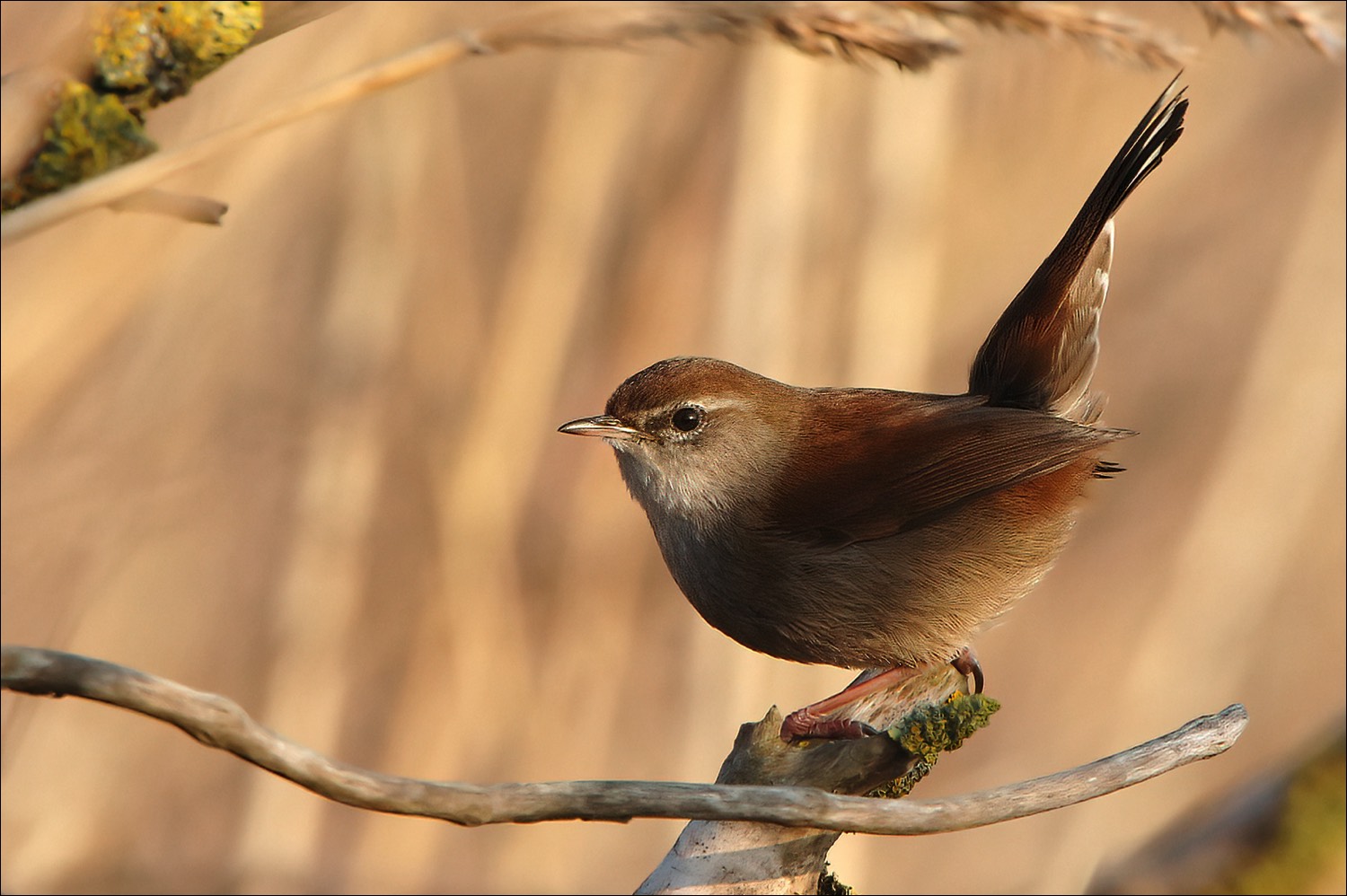 Cettis Warbler (Cetis Zanger)