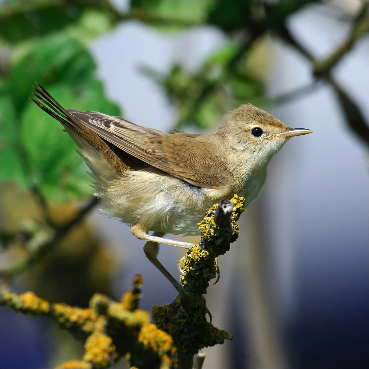 Marsh Warbler (Bosrietzanger)