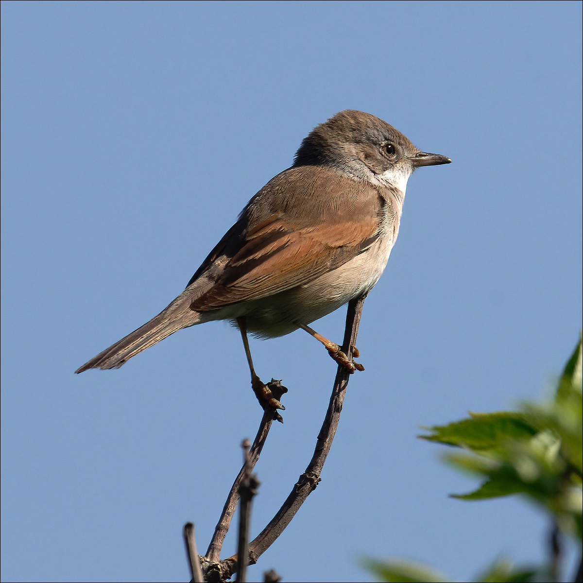 Common Whitethroat (Grasmus)