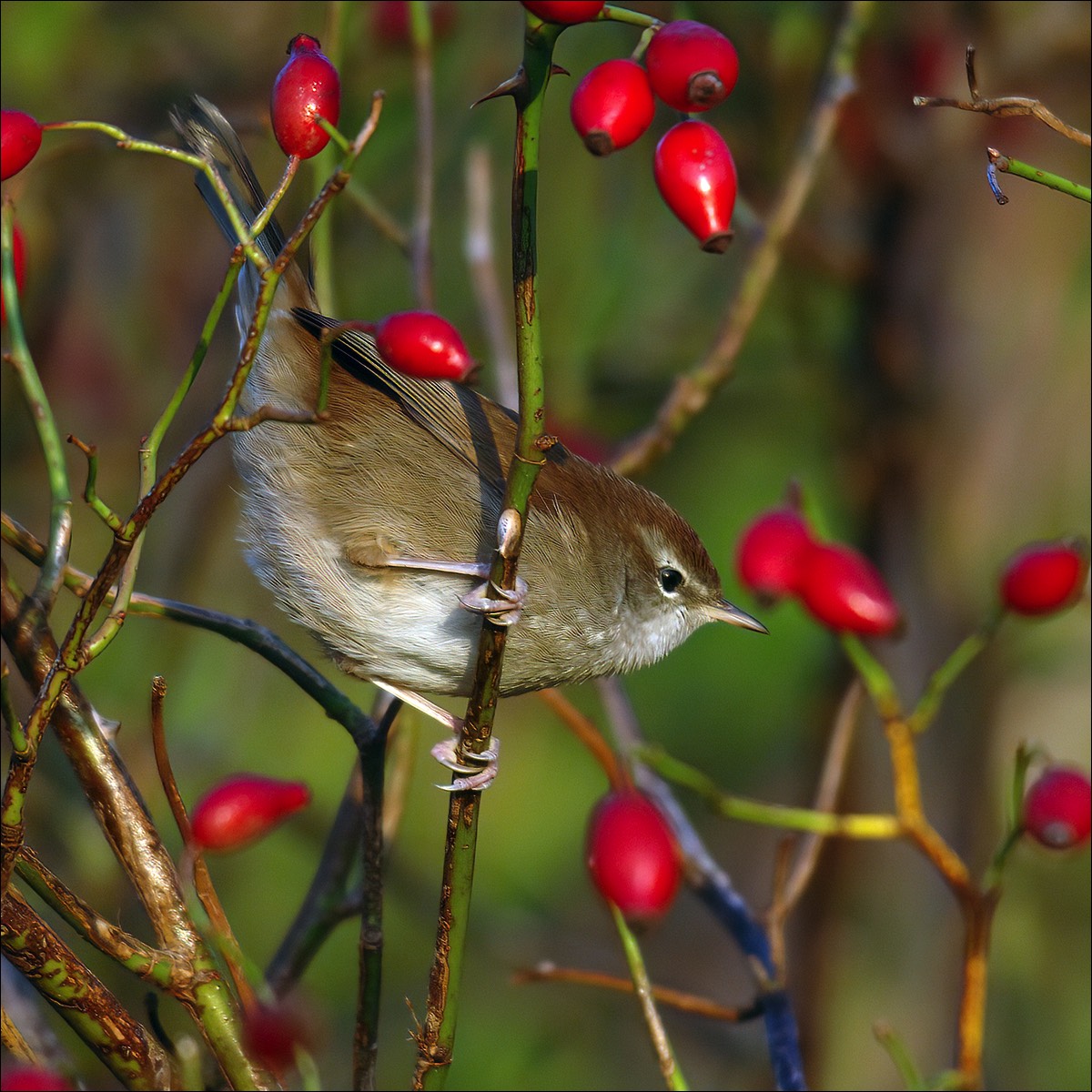 Cettis Warbler (Cetis Zanger)