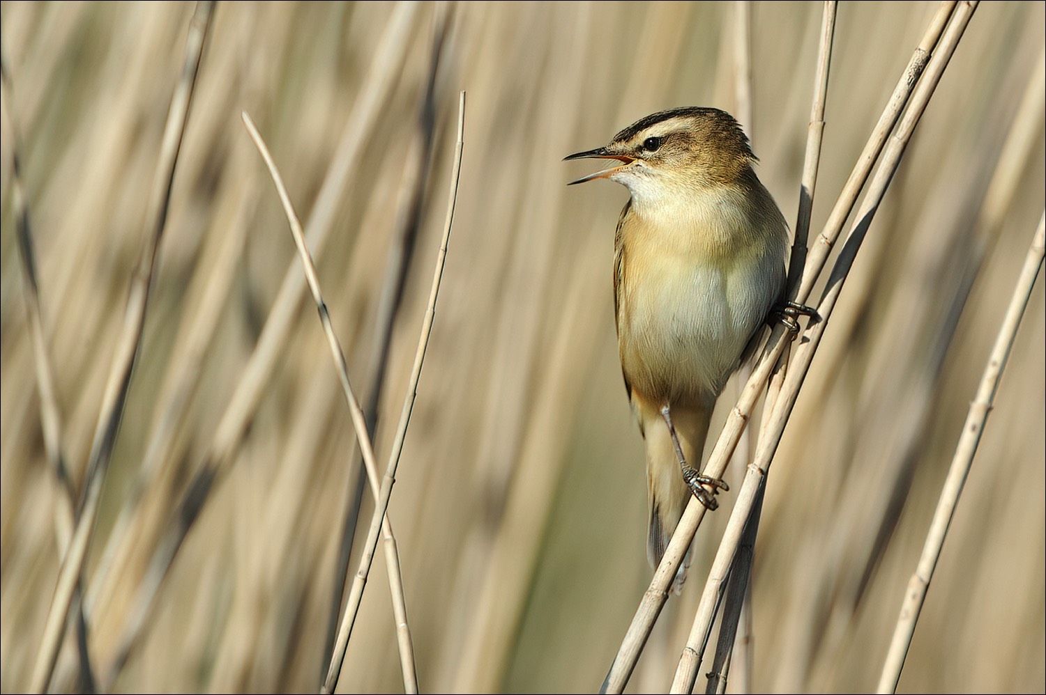 Sedge Warbler (Rietzanger)