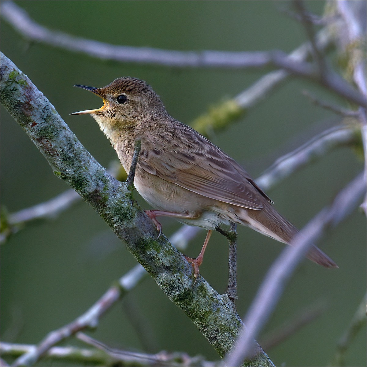 Grashopper Warbler (Sprinkhaanzanger)