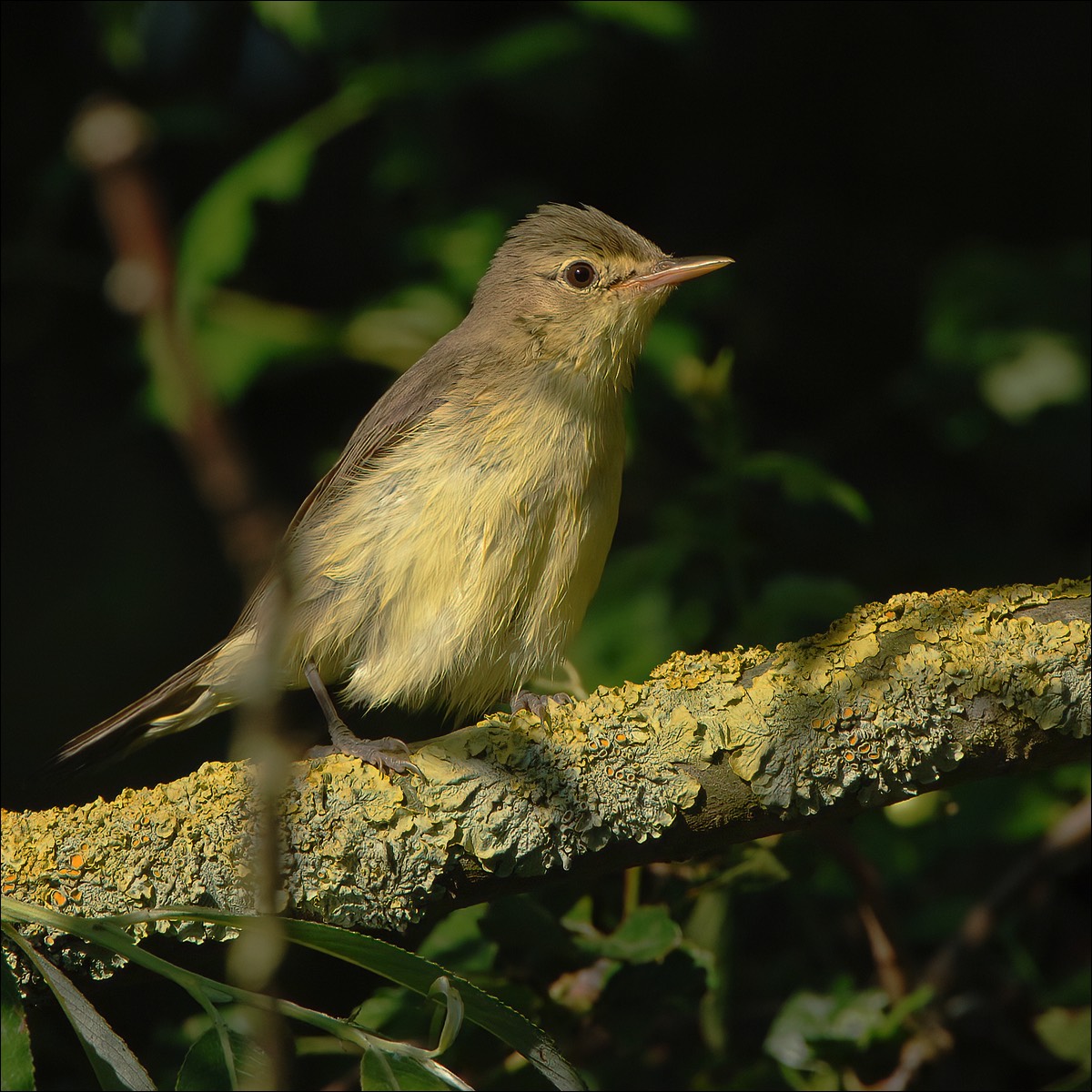 Icterine Warbler (Spotvogel)