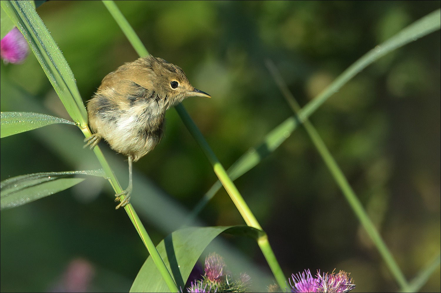 Reed Warbler (Kleine Karekiet)