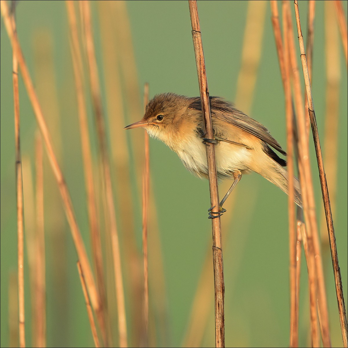 Reed Warbler (Kleine Karekiet)