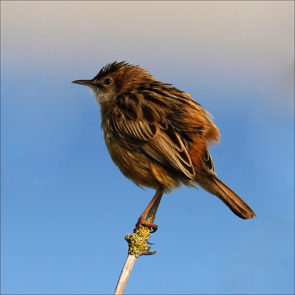 Zitting Cisticola (Graszanger)