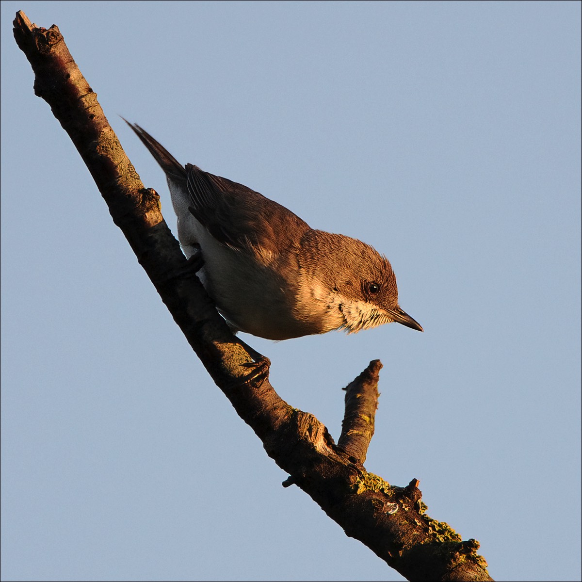 Lesser Whitethroat (Braamsluiper)