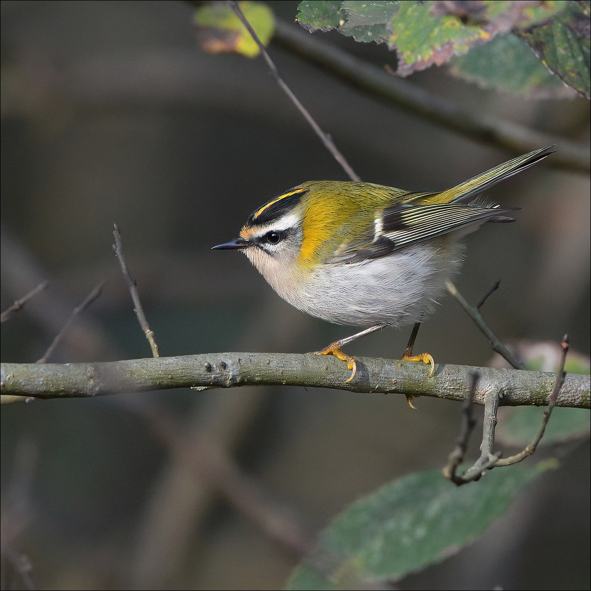 Firecrest (Vuurgoudhaantje)