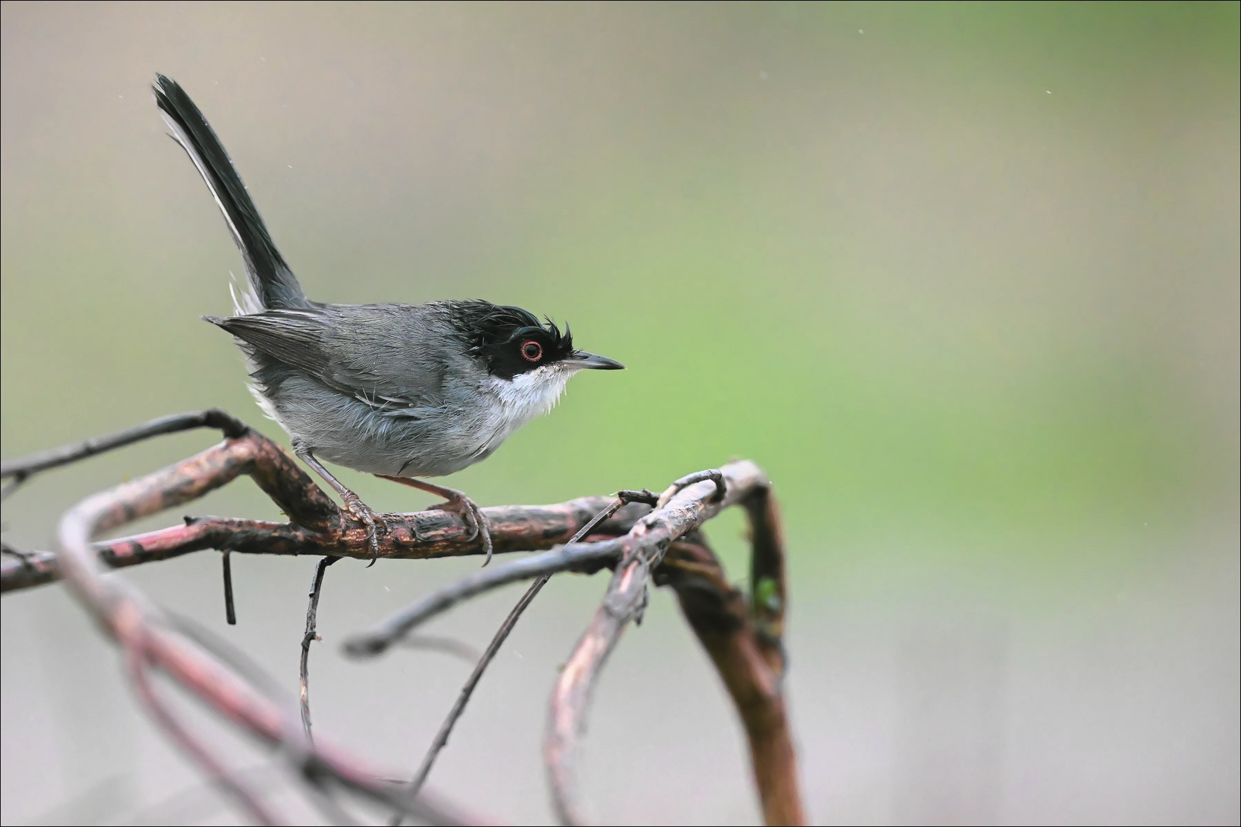 Sardinian Warbler (Kleine Zwartkop)