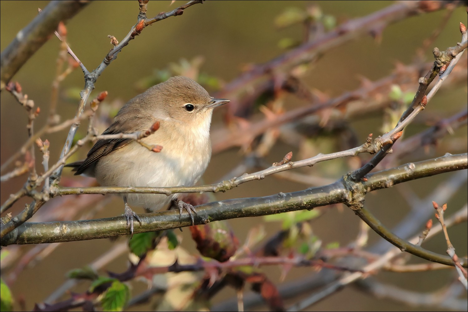 Garden Warbler (Tuinfluiter)