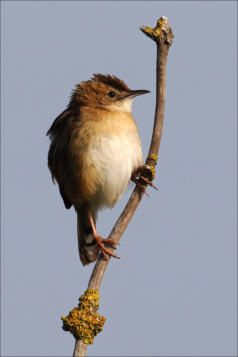 Zitting Cisticola (Graszanger)