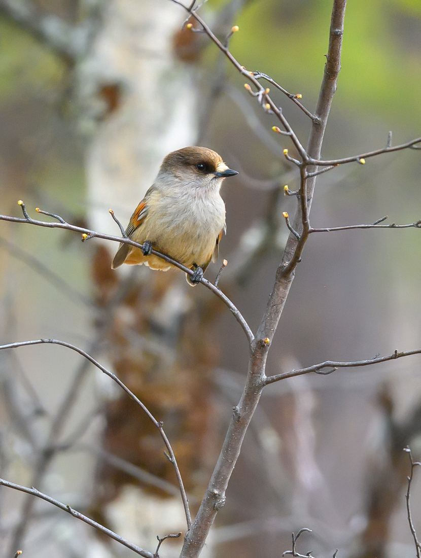 Siberian Jay (Taigagaai)