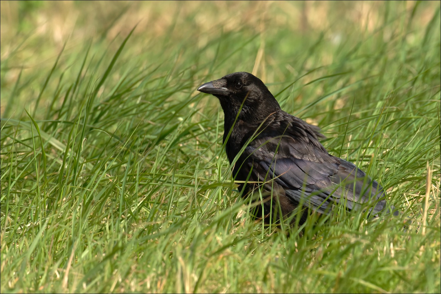 Carrion Crow (Zwarte Kraai)