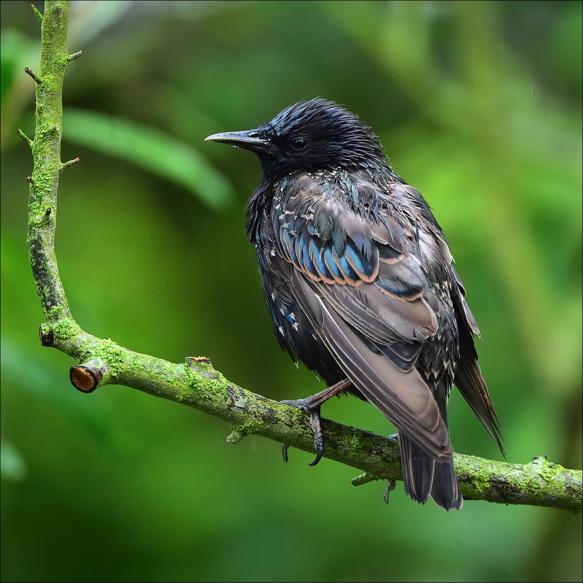 Common Starling (Spreeuw)