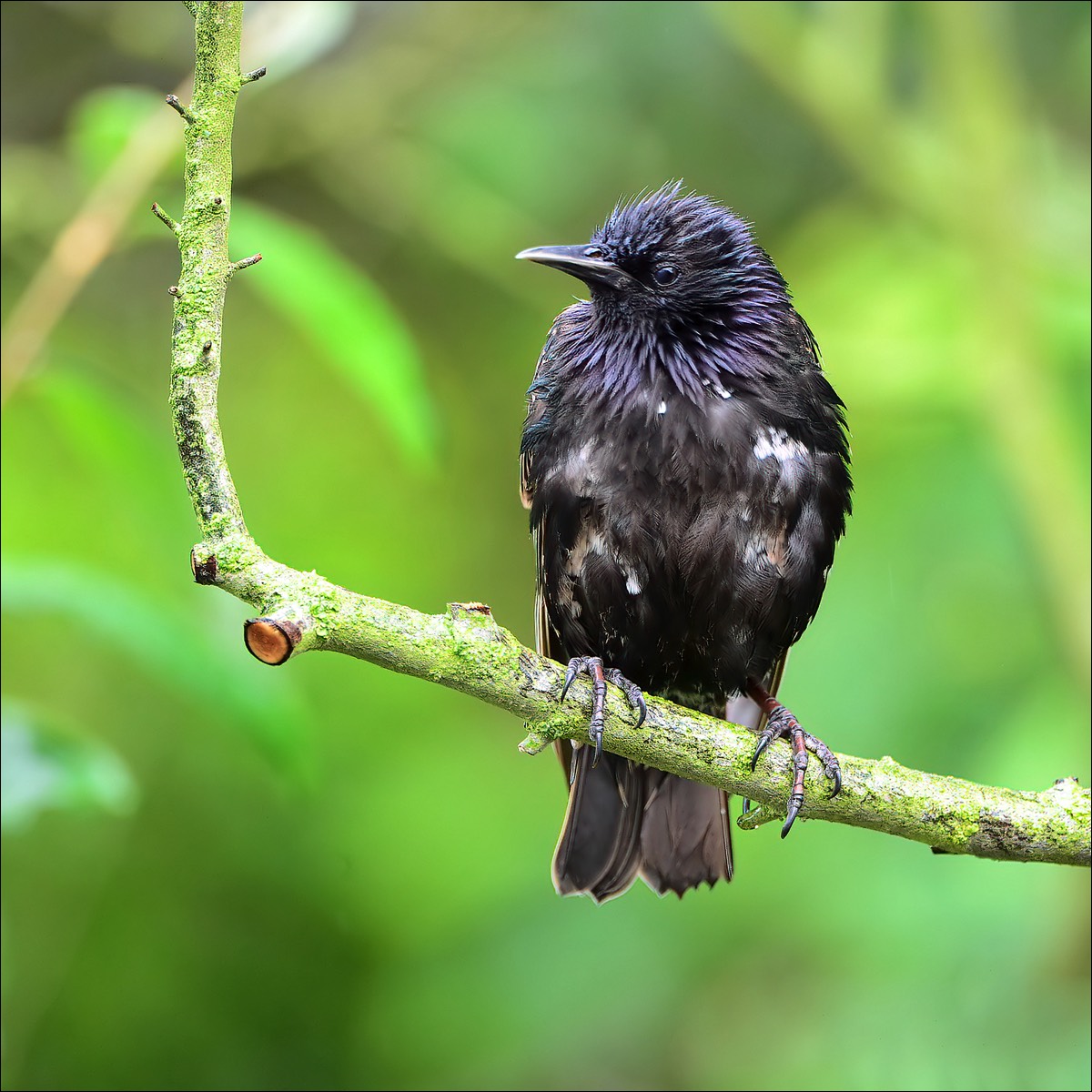 Common Starling (Spreeuw)