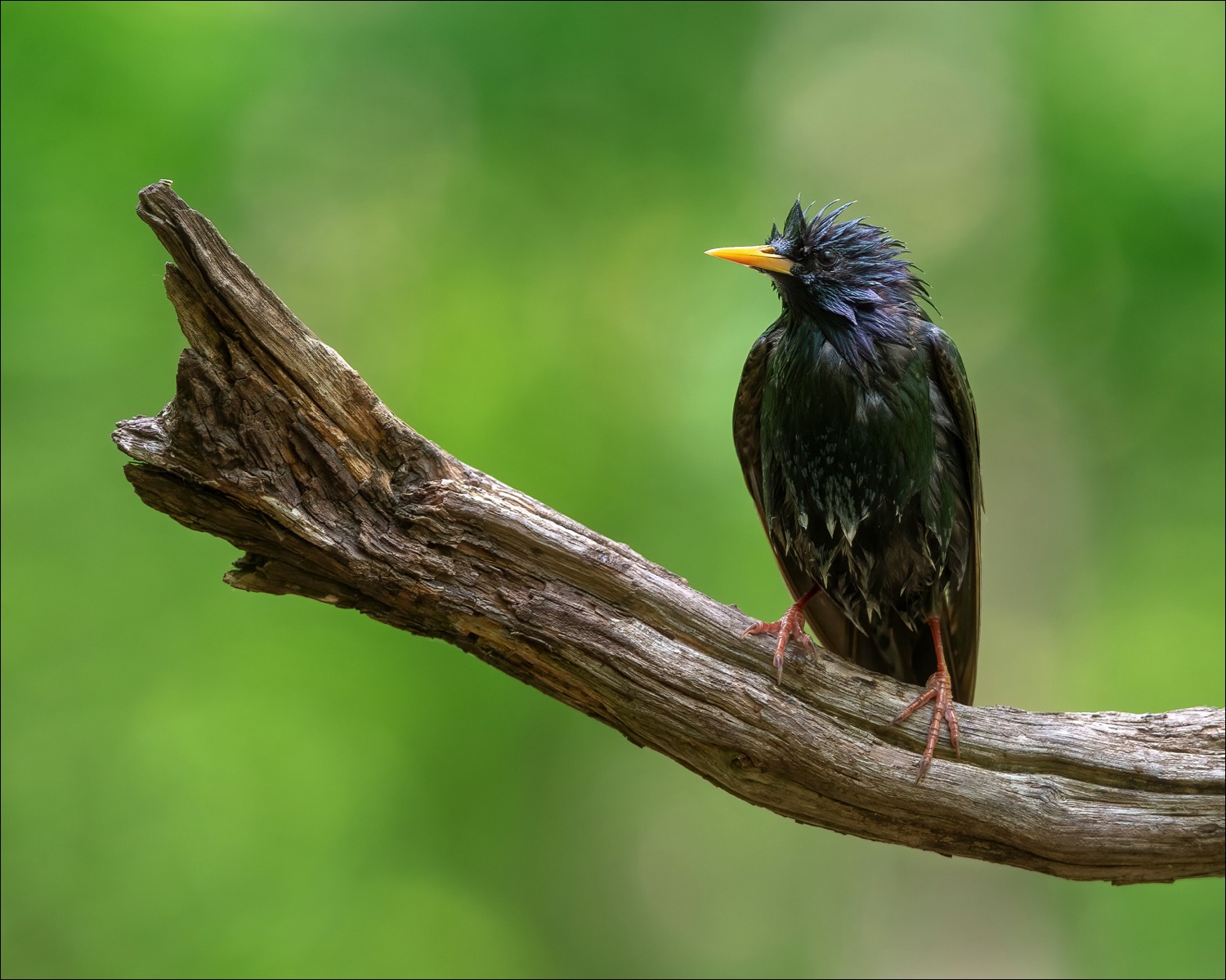 Common Starling (Spreeuw)