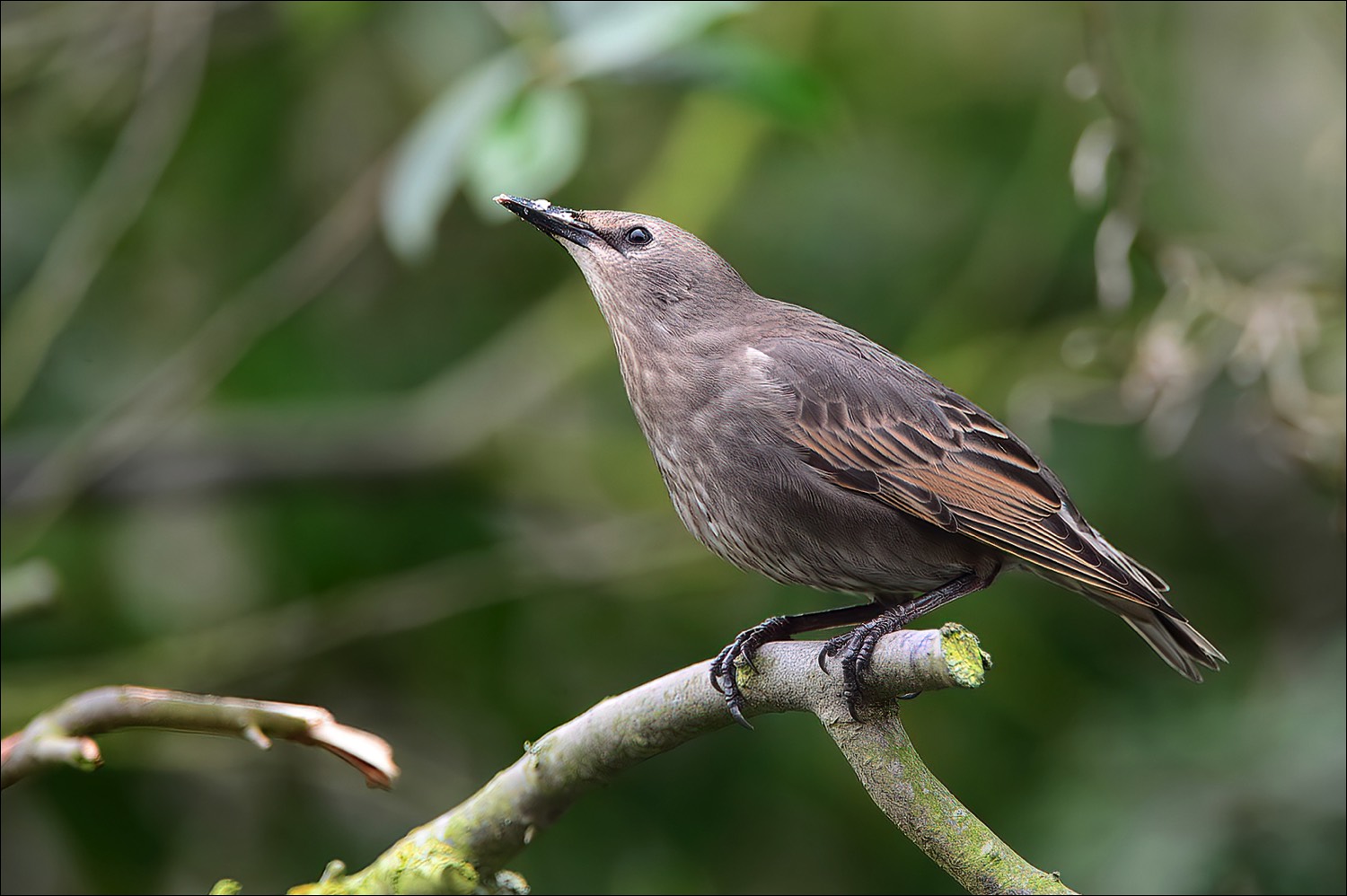 Common Starling (Spreeuw)