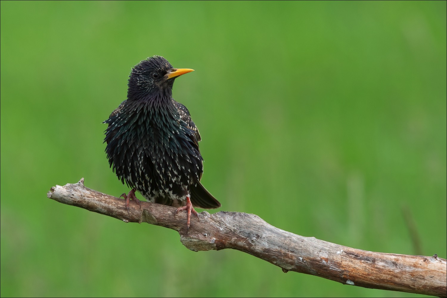 Common Starling (Spreeuw)