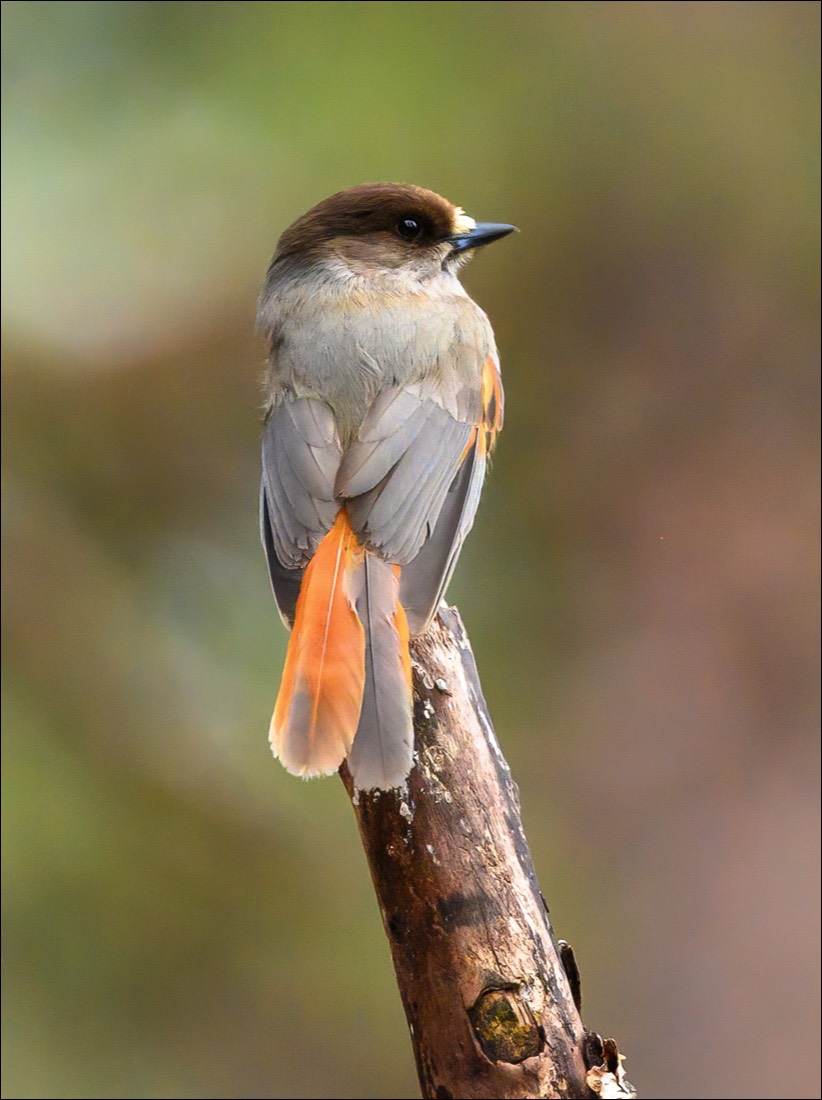 Siberian Jay (Taigagaai)