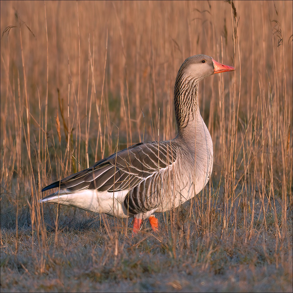 Greylag Goose (Grauwe Gans)