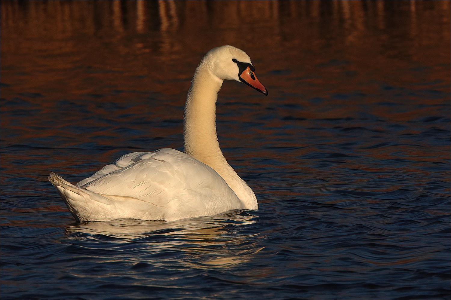 Mute Swan (Knobbelzwaan)