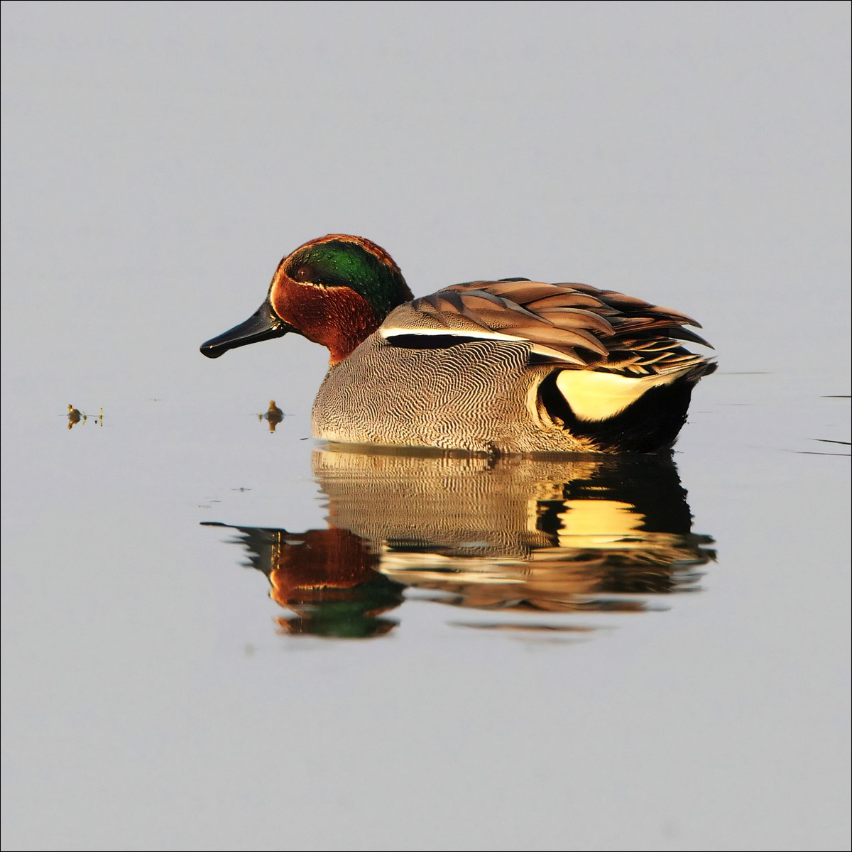 Common Teal (Wintertaling)