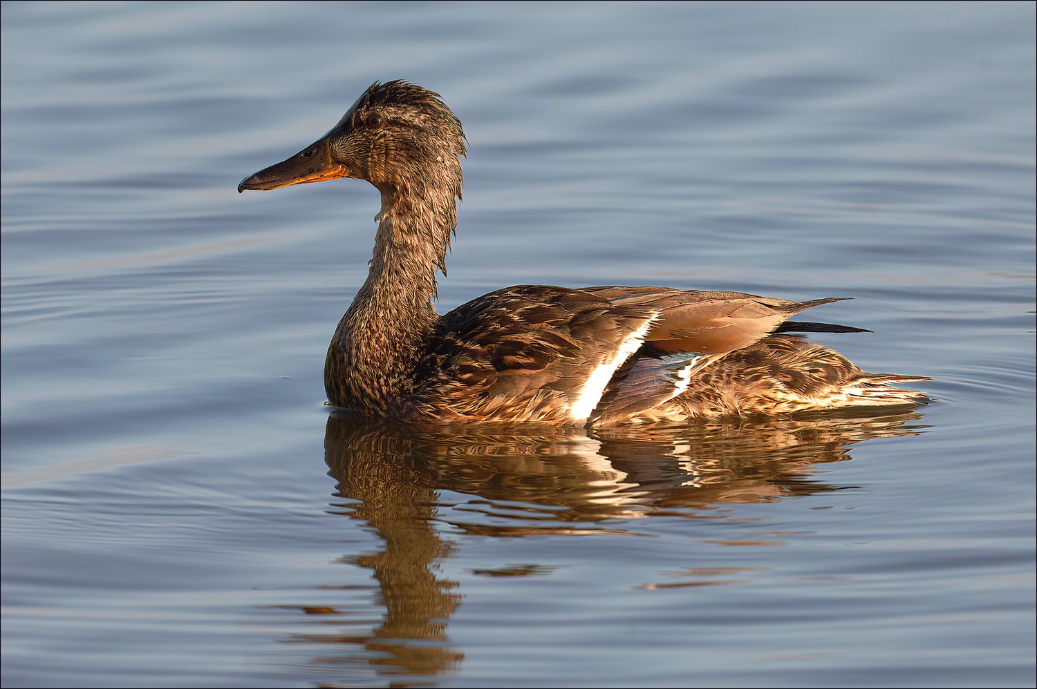 Mallard (Wilde Eend)