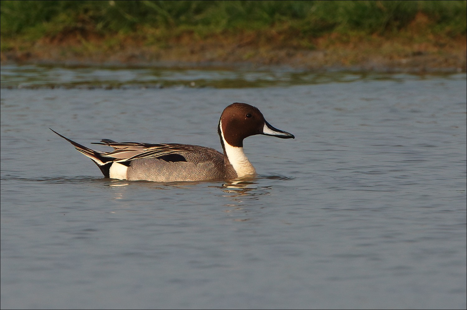 Northern Pintail (Pijlstaart)