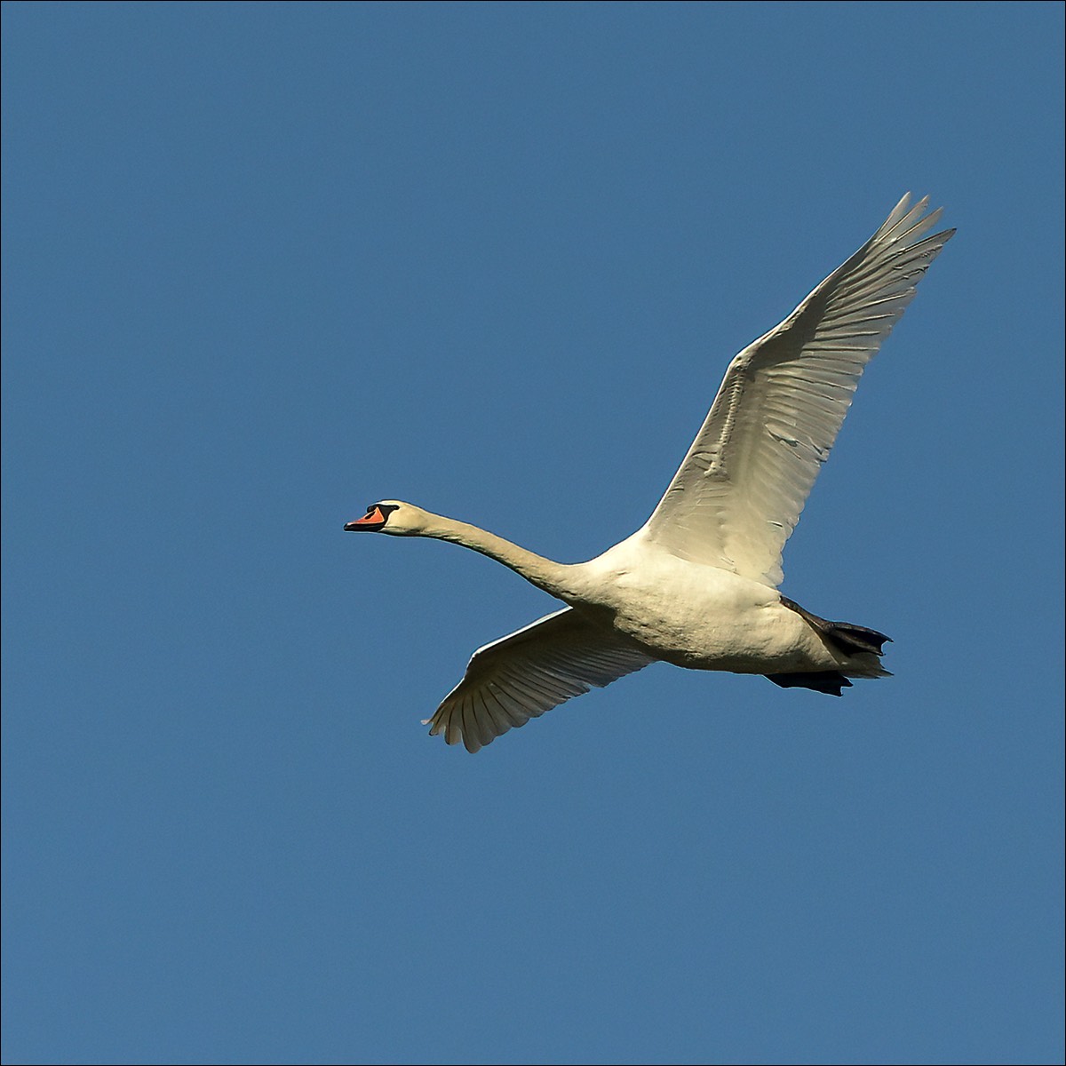 Mute Swan (Knobbelzwaan)