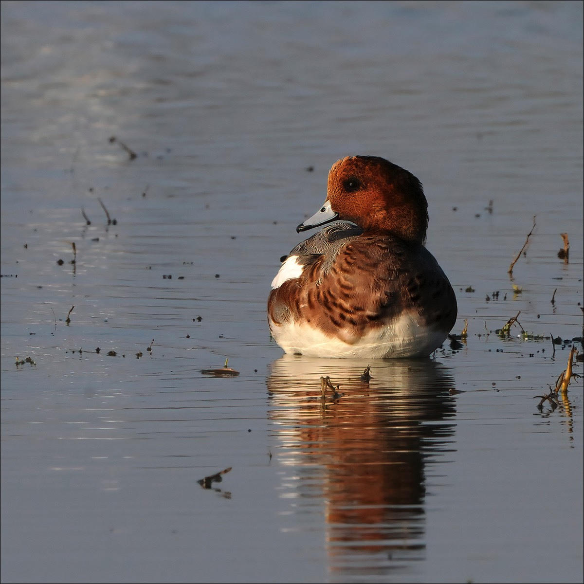 Eurasian Wigeon (Smient)