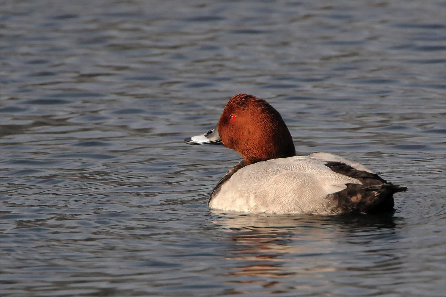 Common Pochard (Tafeleend)