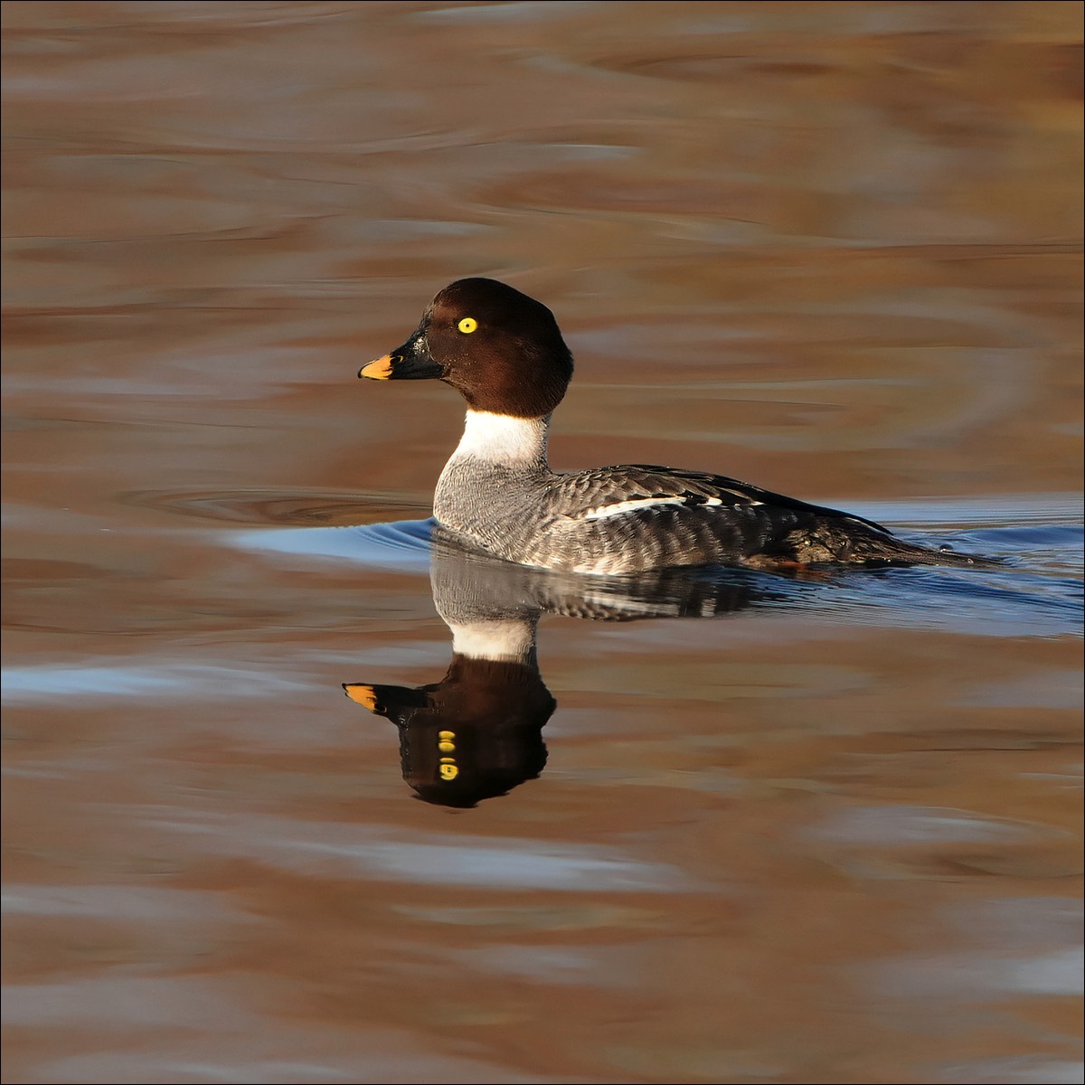 Common Goldeneye (Brilduiker)