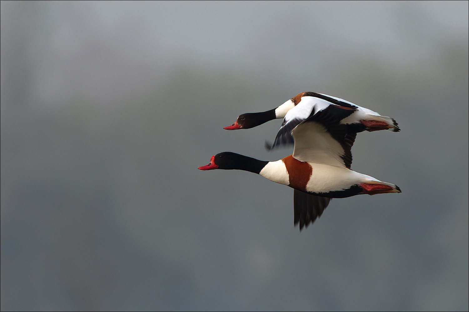 Common Shelduck (Bergeend)