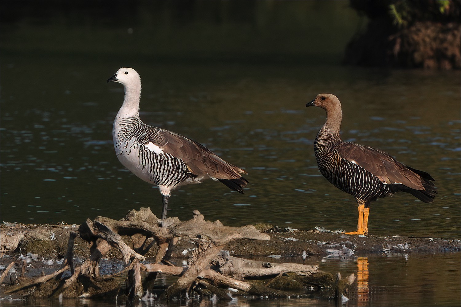 Magallan Goose (Magelhaengans)