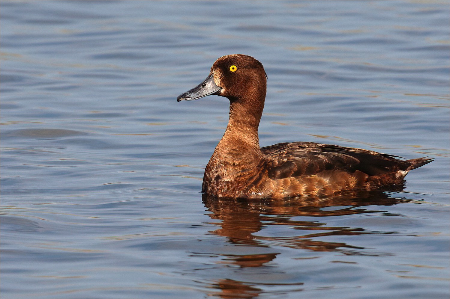 Tufted Duck   (Kuifeend)