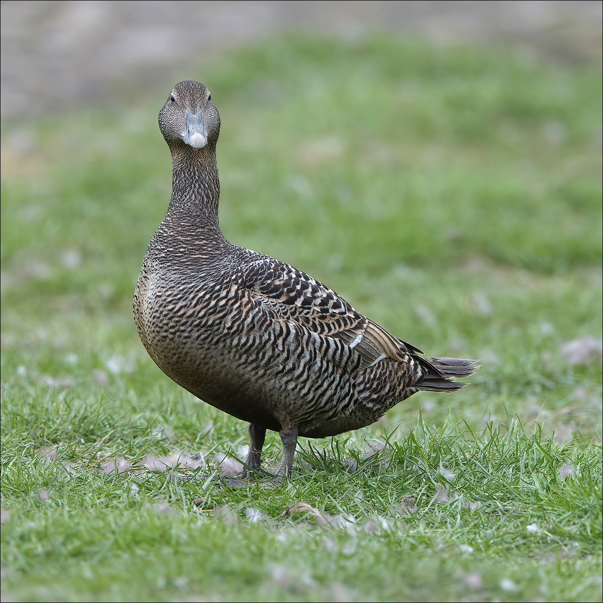 Common Eider (Eider)