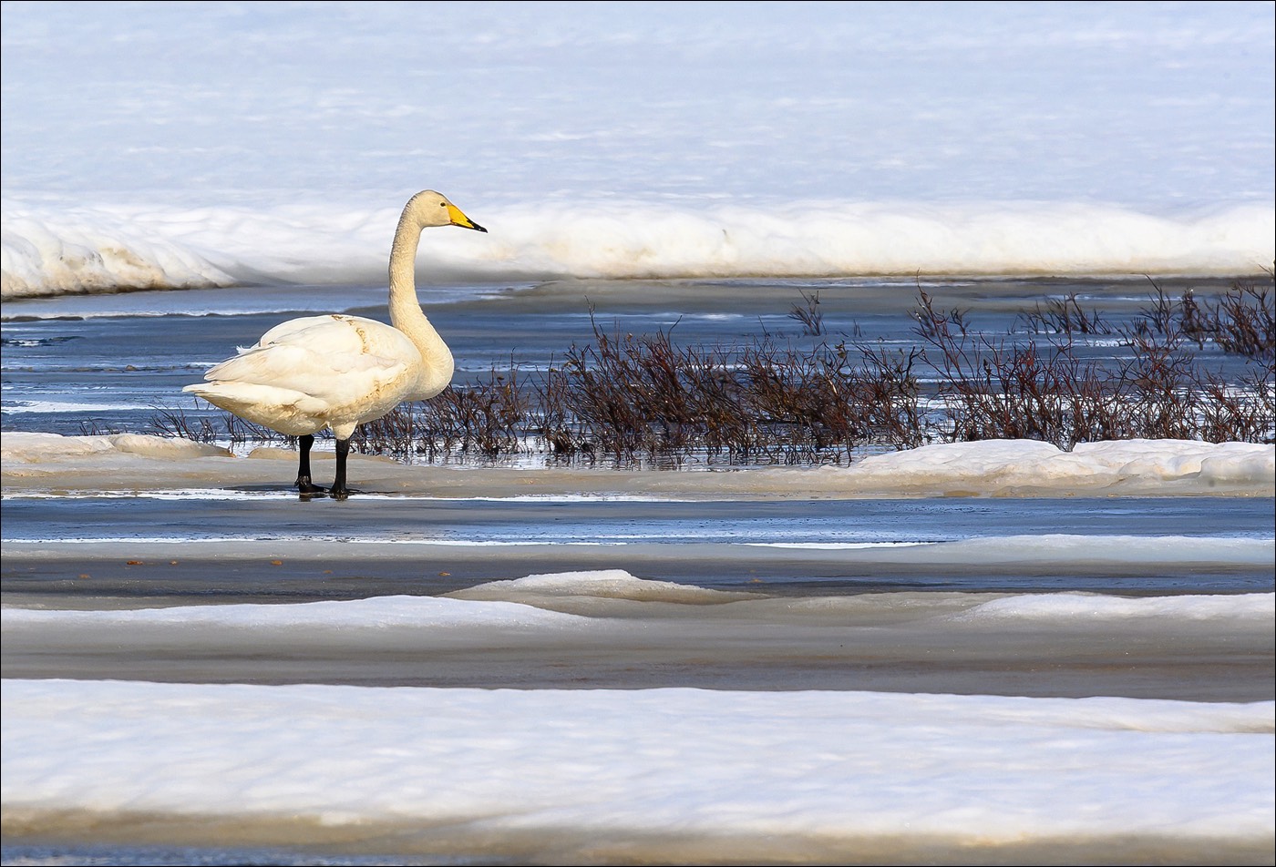 Whooper Swan (Wilde Zwaan)