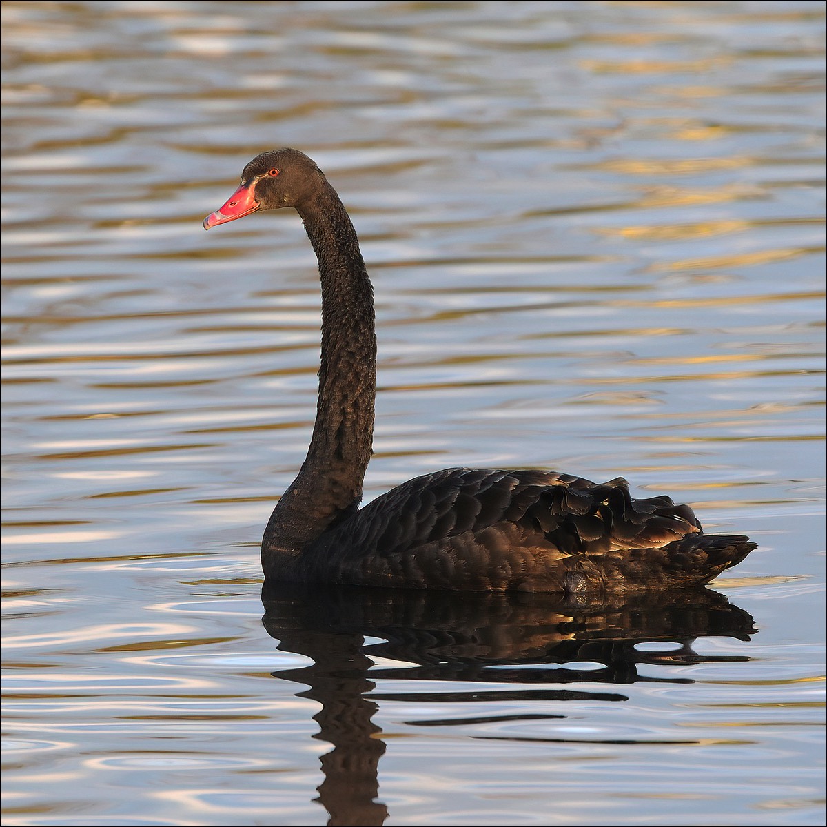 Black Swan (Zwarte Zwaan)