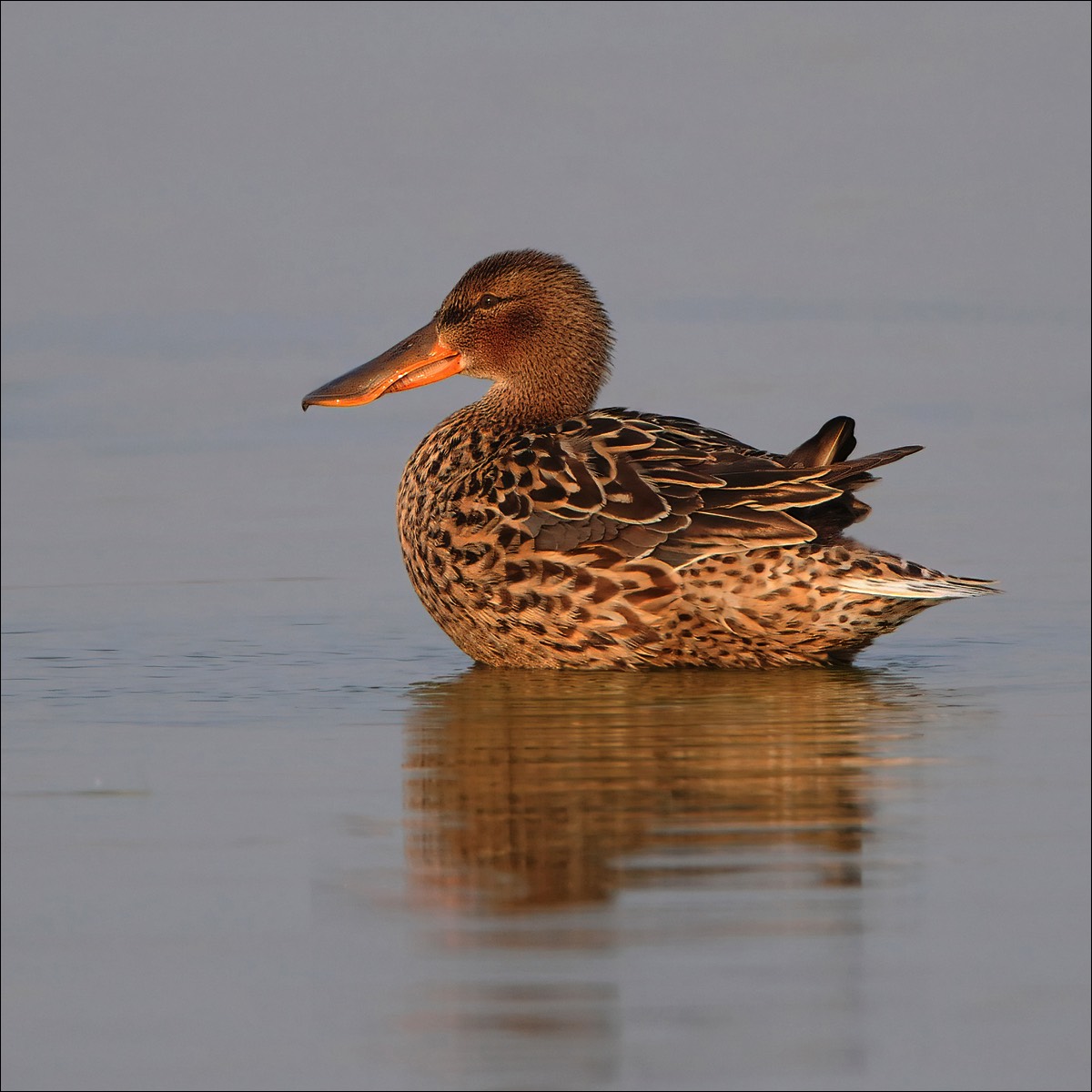 Northern Shoveler (Slobeend)