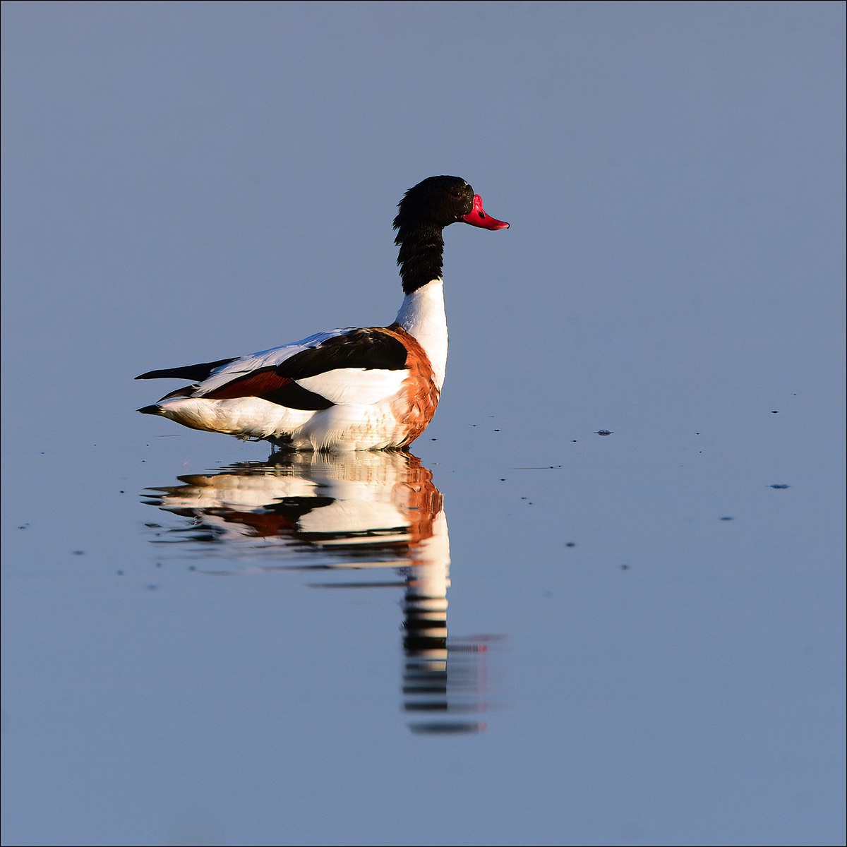 Common Shelduck (Bergeend)