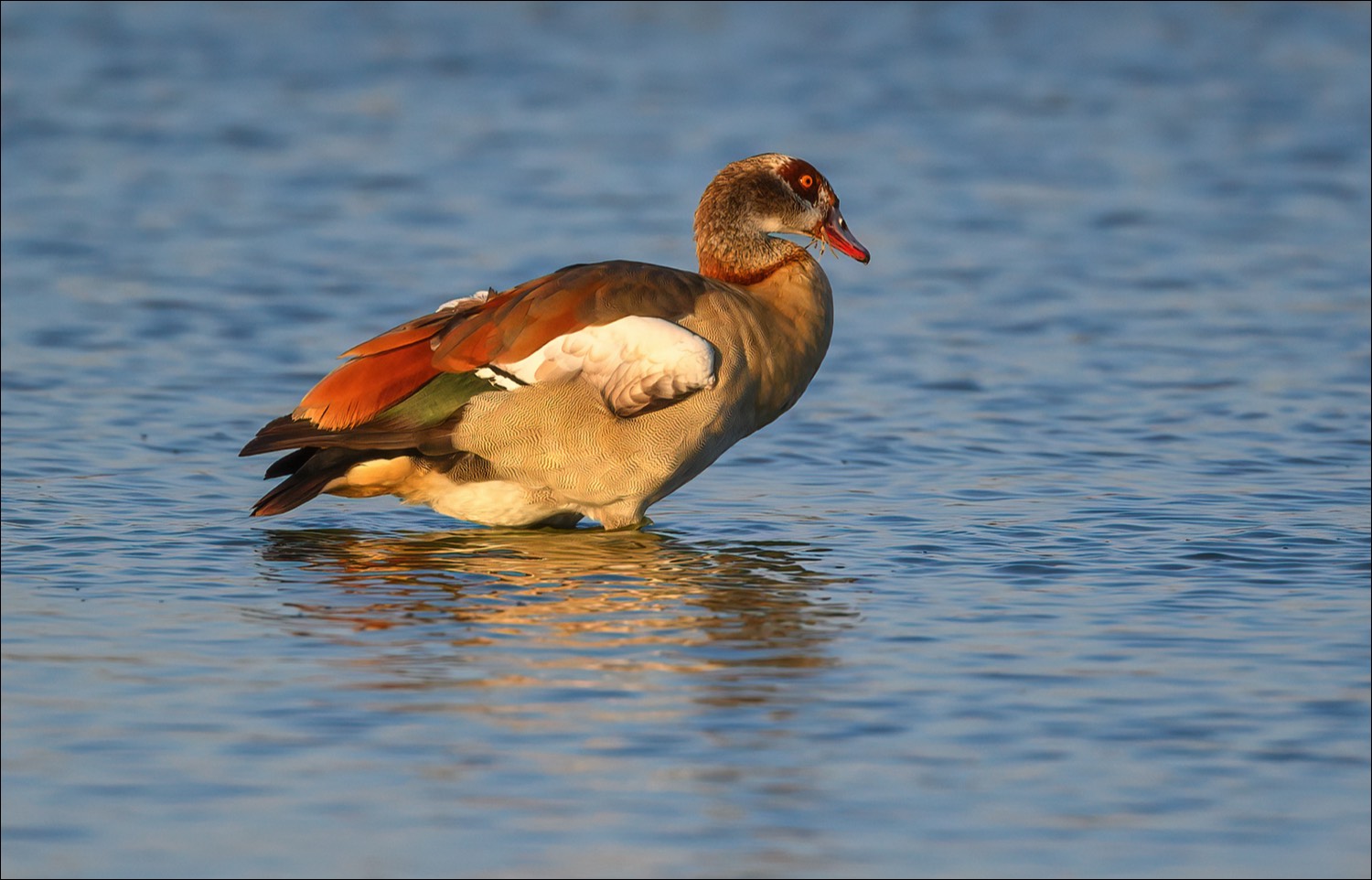 Egyptian Goose (Nijlgans)