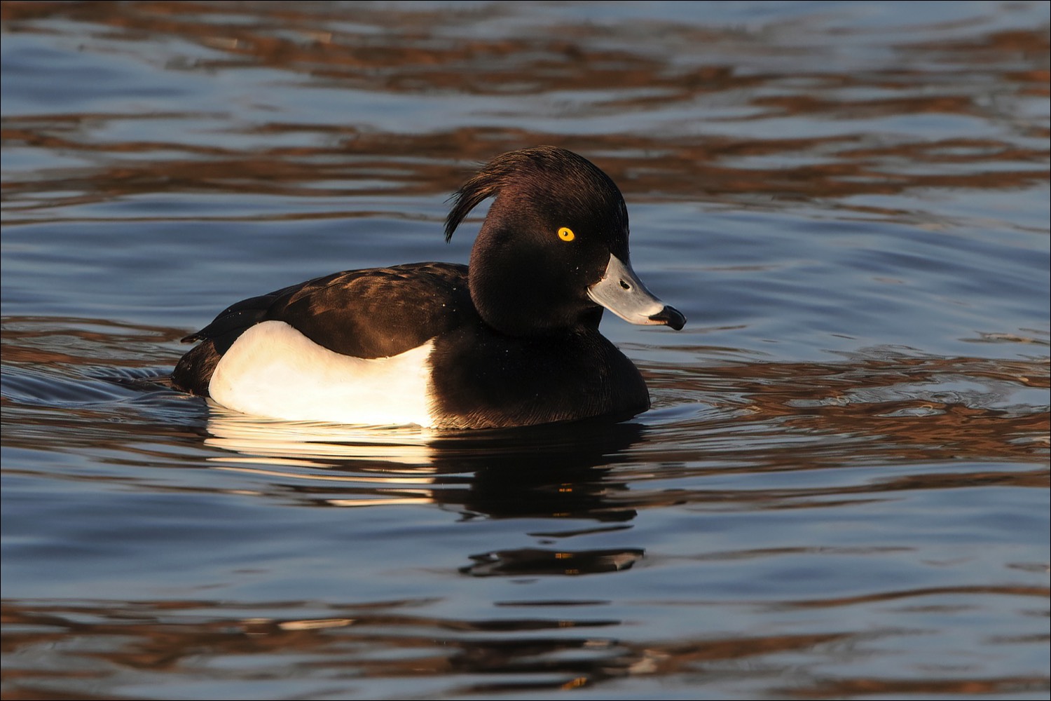 Tufted Duck   (Kuifeend)