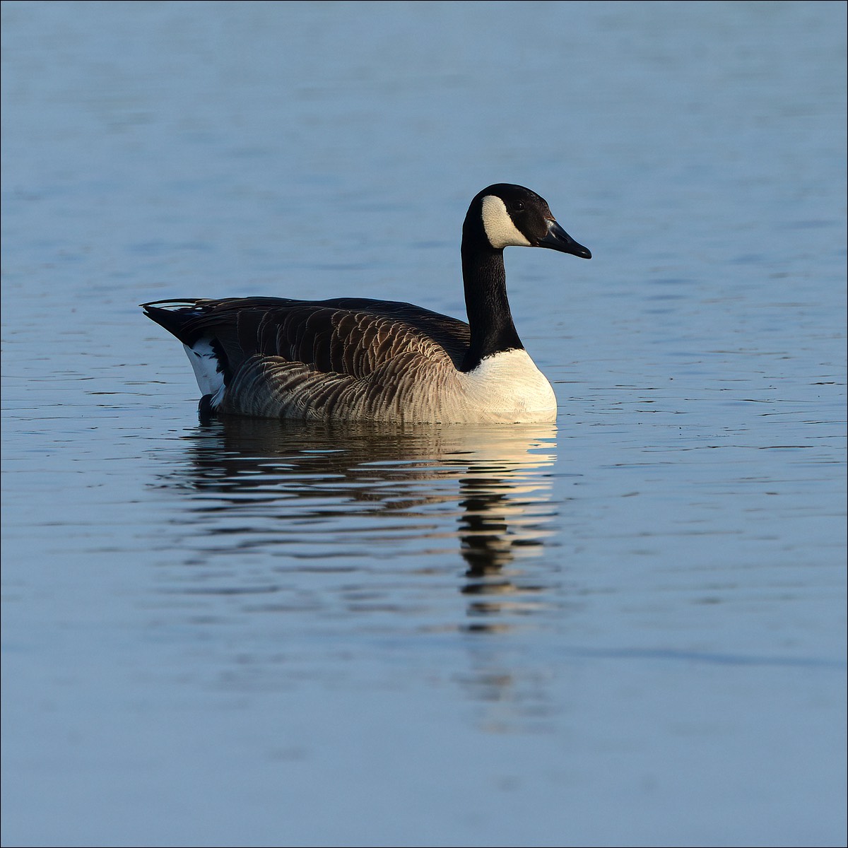 Canadian Goose (Canadese Gans)