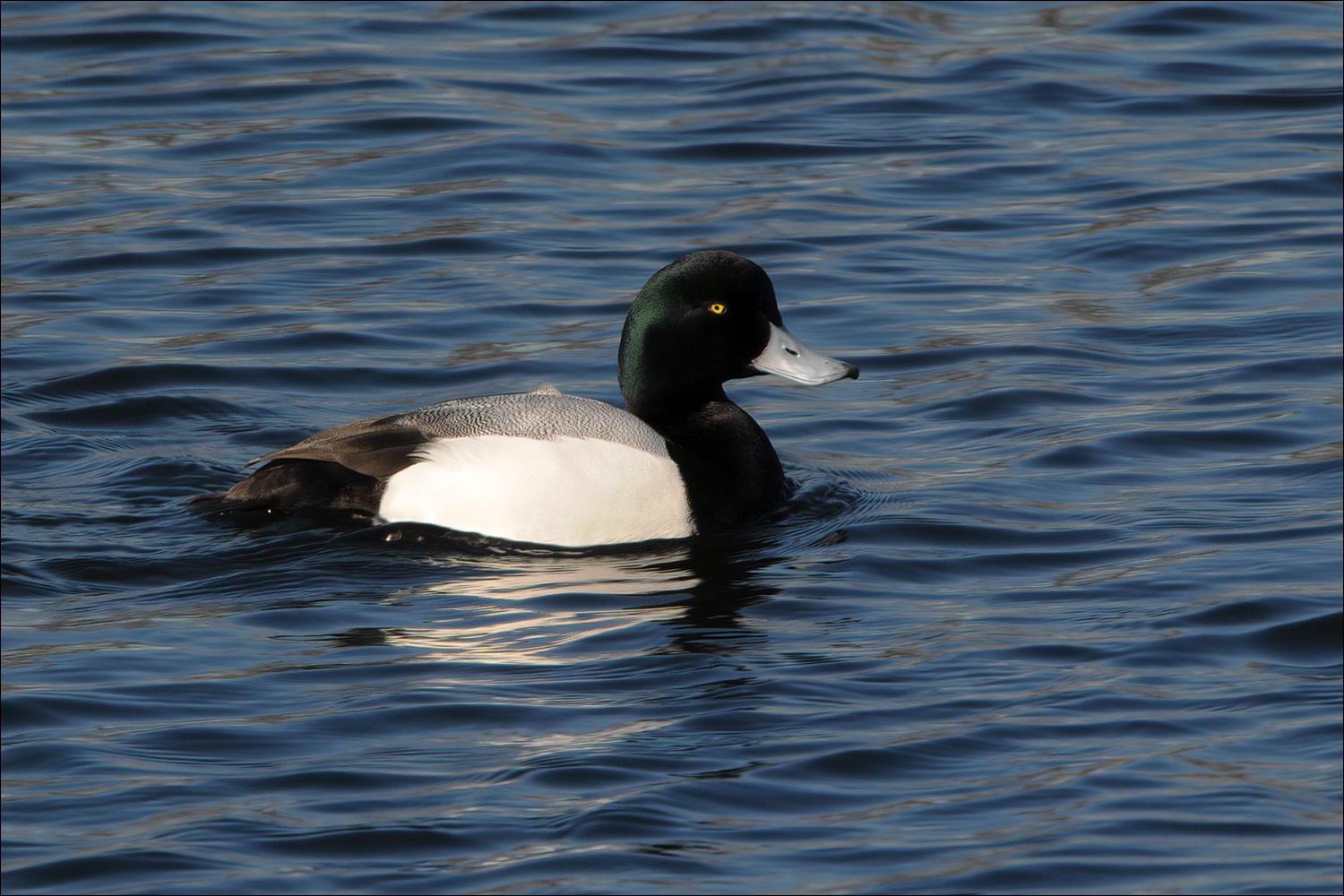 Greater Scaup (Topper)